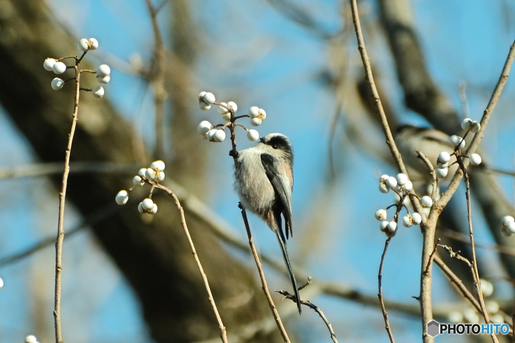 寒くてふくれてます