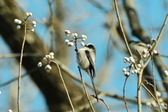 寒くてふくれてます