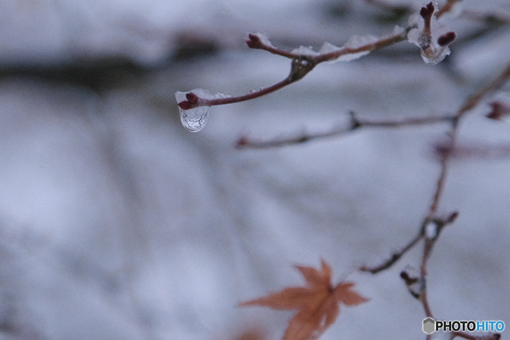 二月五日の雪　2