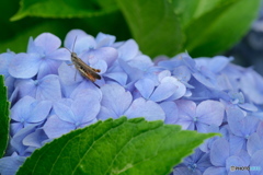 紫陽花の上で 2
