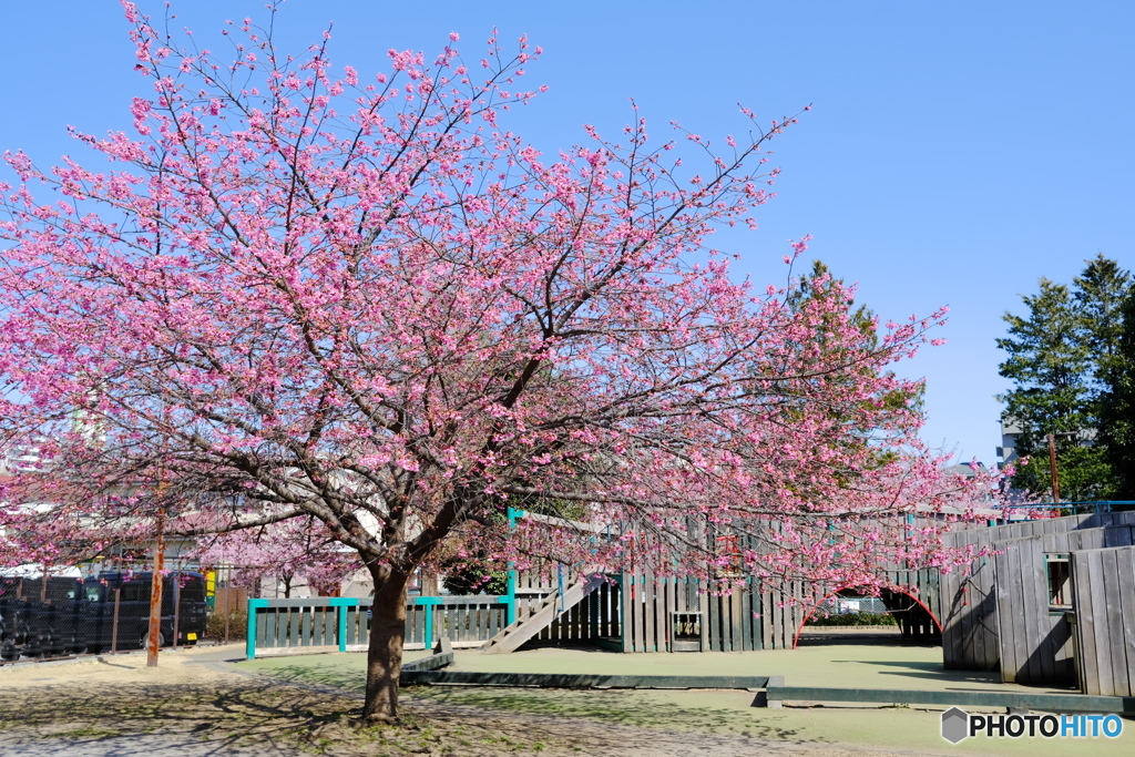 公園のカワヅザクラ