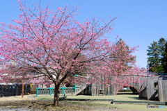 公園のカワヅザクラ