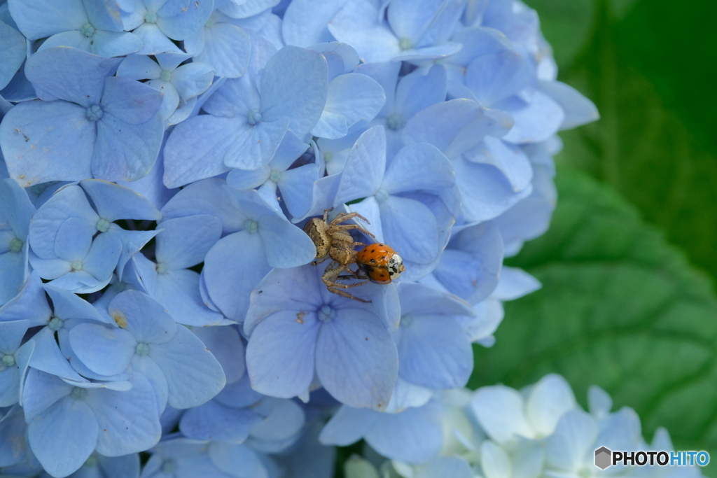 紫陽花の上で 3
