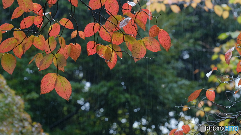 秋時雨　1