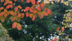 秋時雨　1