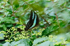 ヤブカラシに来る蝶　2