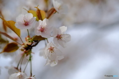 山桜