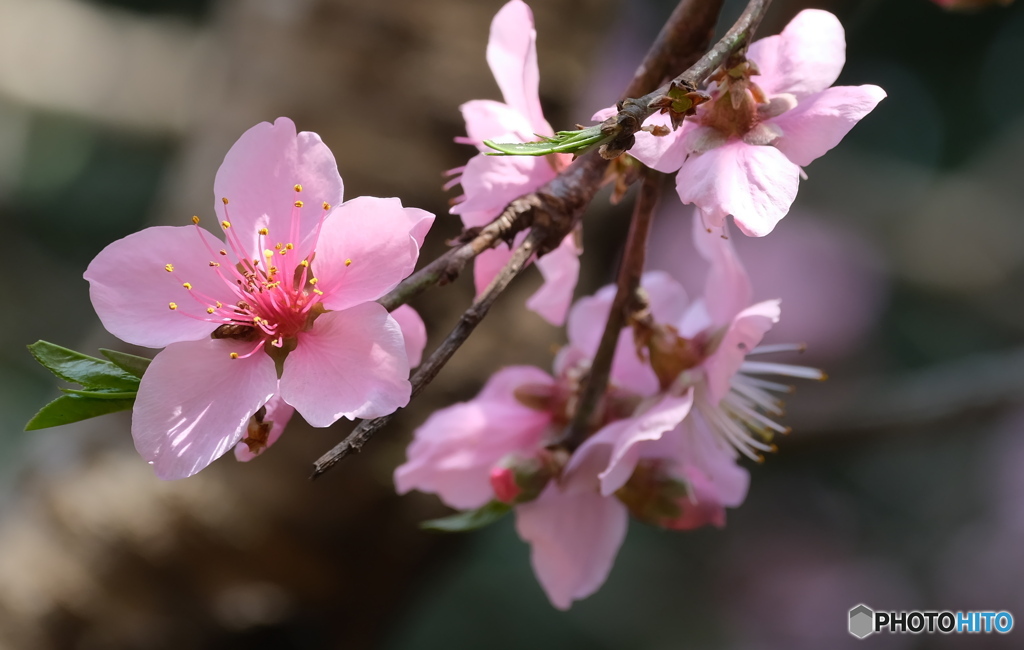 美味しい実の花　アーモンド