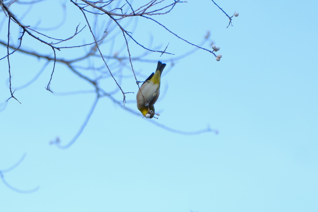 逆さまメジロさん