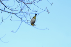 逆さまメジロさん