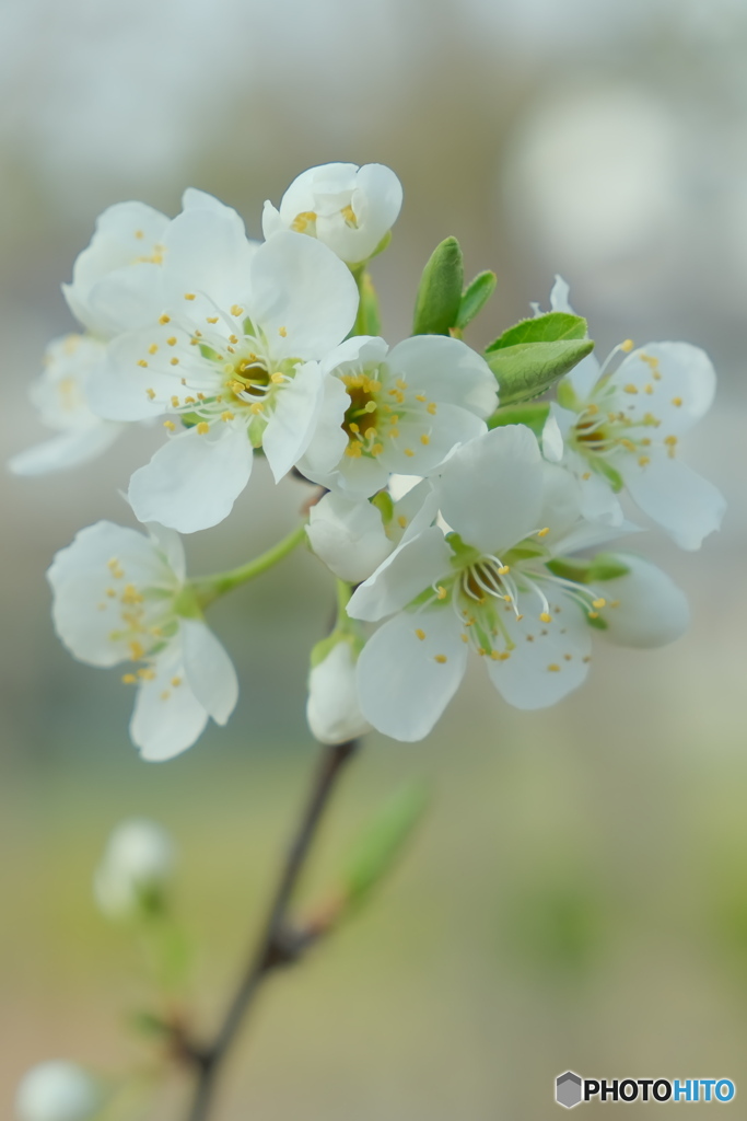 美味しい実の花　スモモ