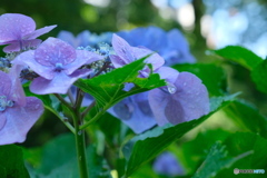 雨のあと
