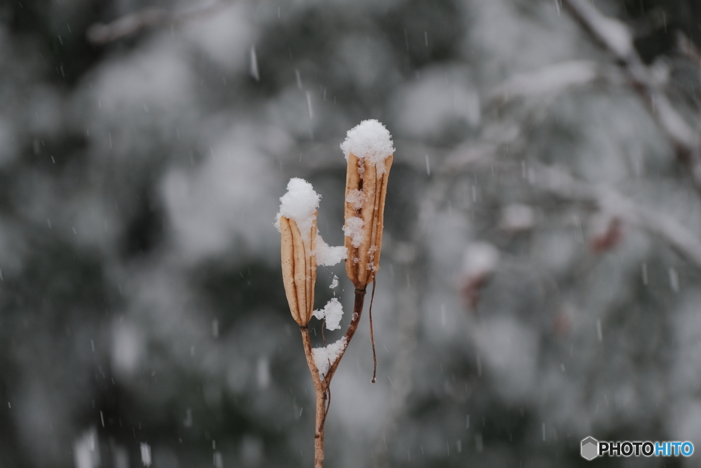 百合のカラに雪降り積もる