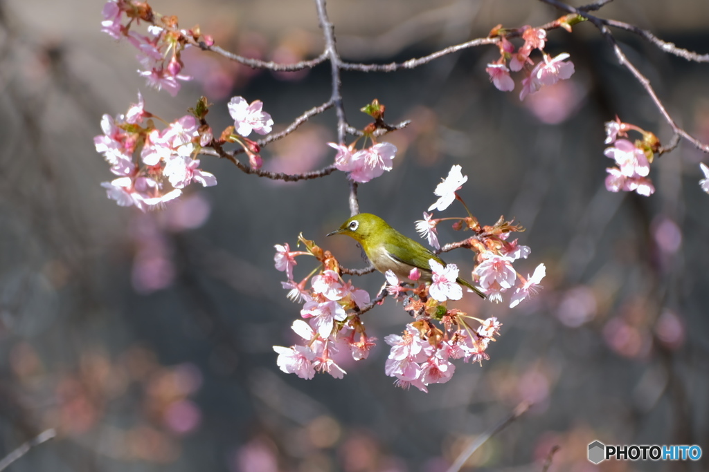 春の使者　2