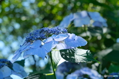 木陰で咲く