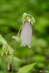 雨の日に 2 ホタルブクロ