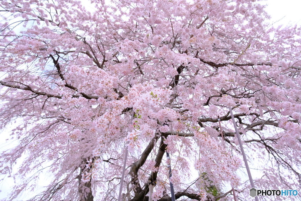 東北白河の桜 2