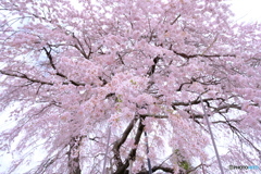 東北白河の桜 2