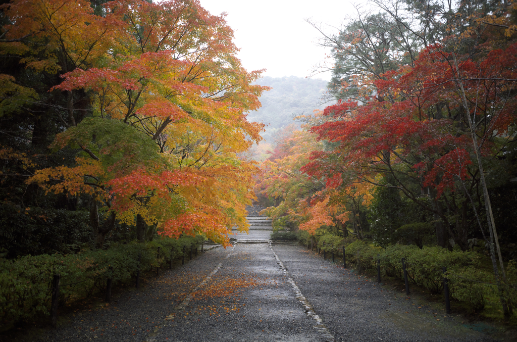 雨露に煙る参道