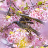 河津桜を飛ぶ鵯