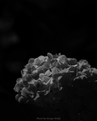 三渓園 紫陽花
