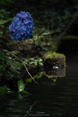 三渓園 紫陽花②