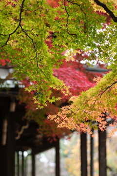 豪徳寺-7