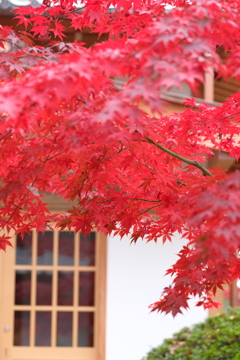 豪徳寺-6