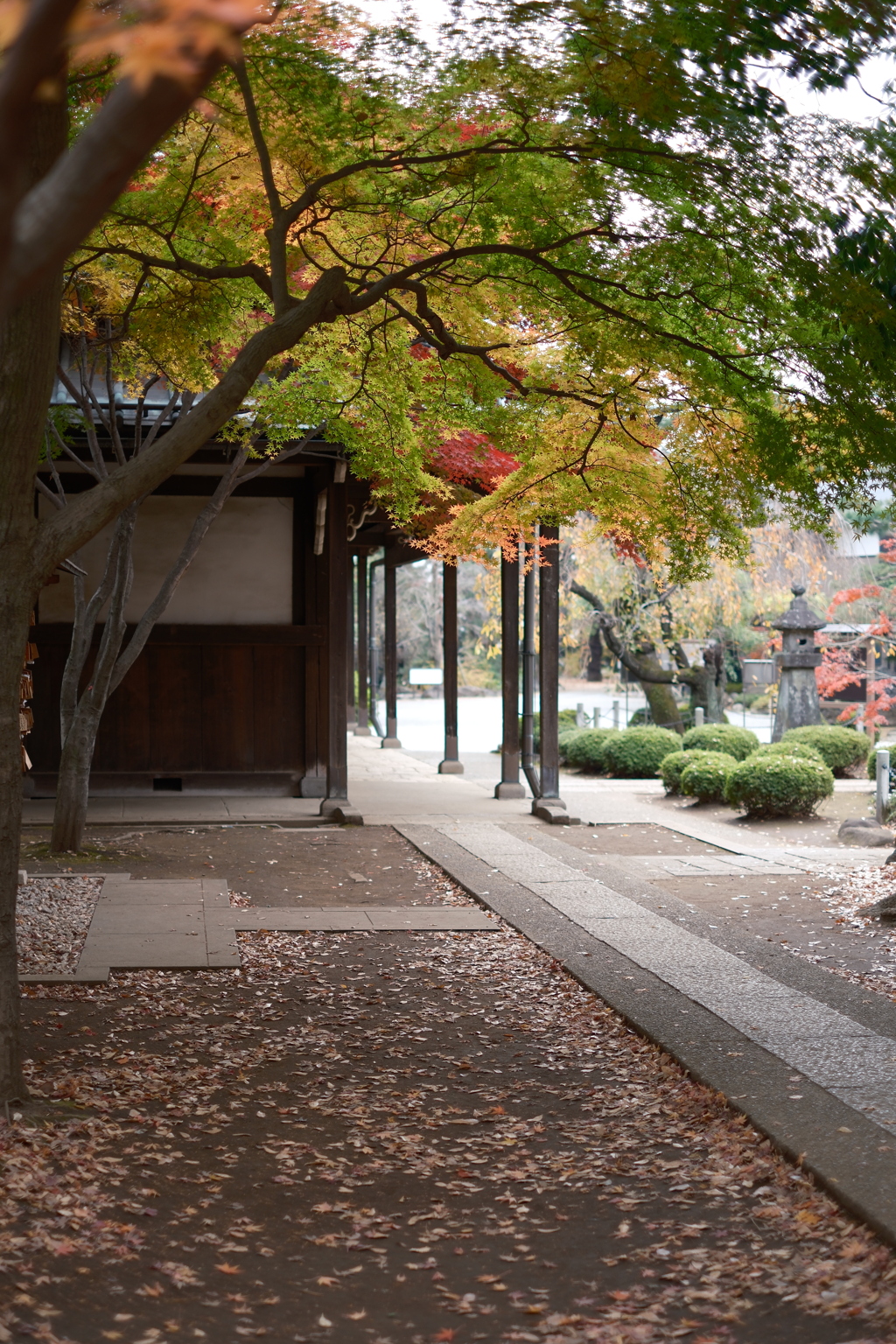 豪徳寺-1