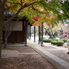 豪徳寺-1