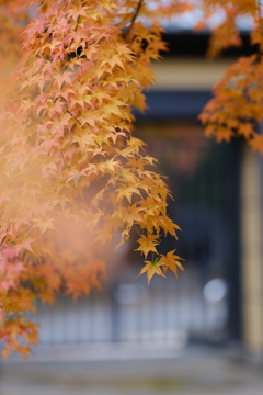 豪徳寺-3