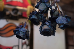 blue rose