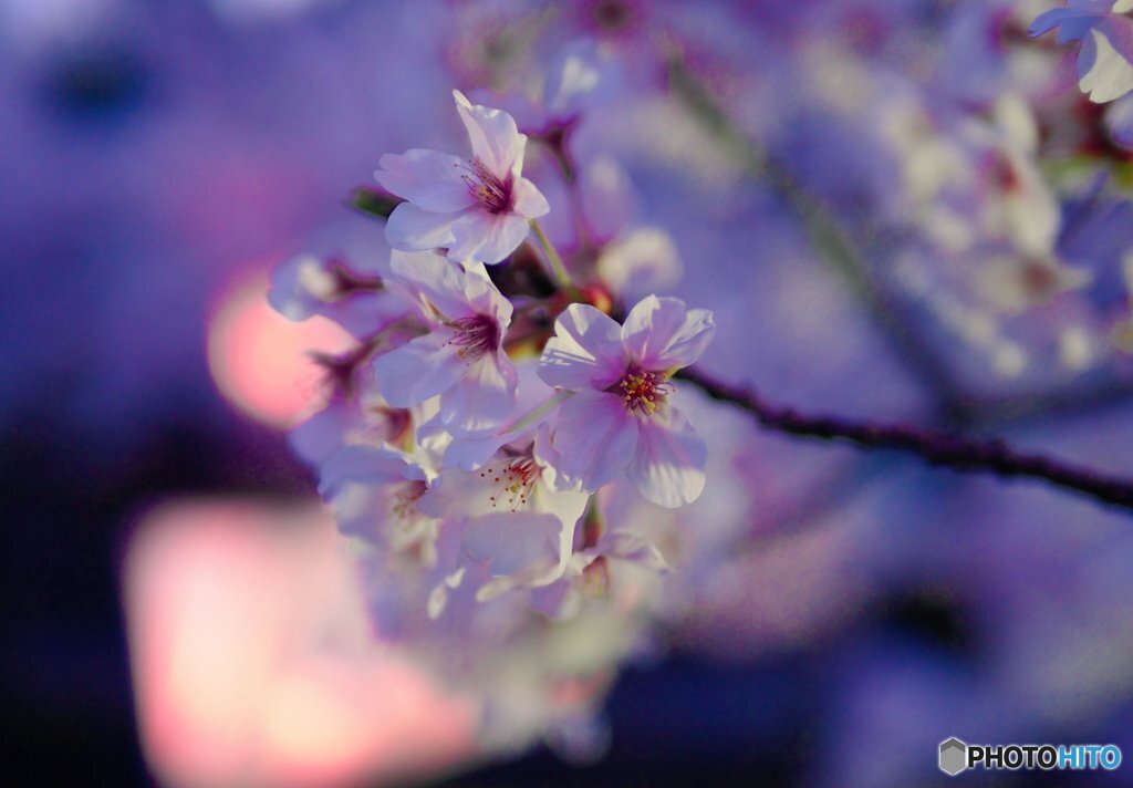 熊坂川河畔の桜