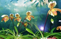 鉢植えランラン