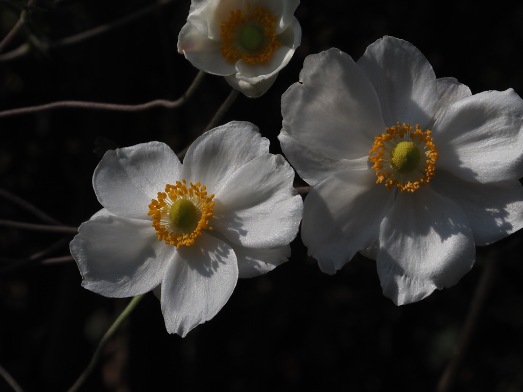 秋の花