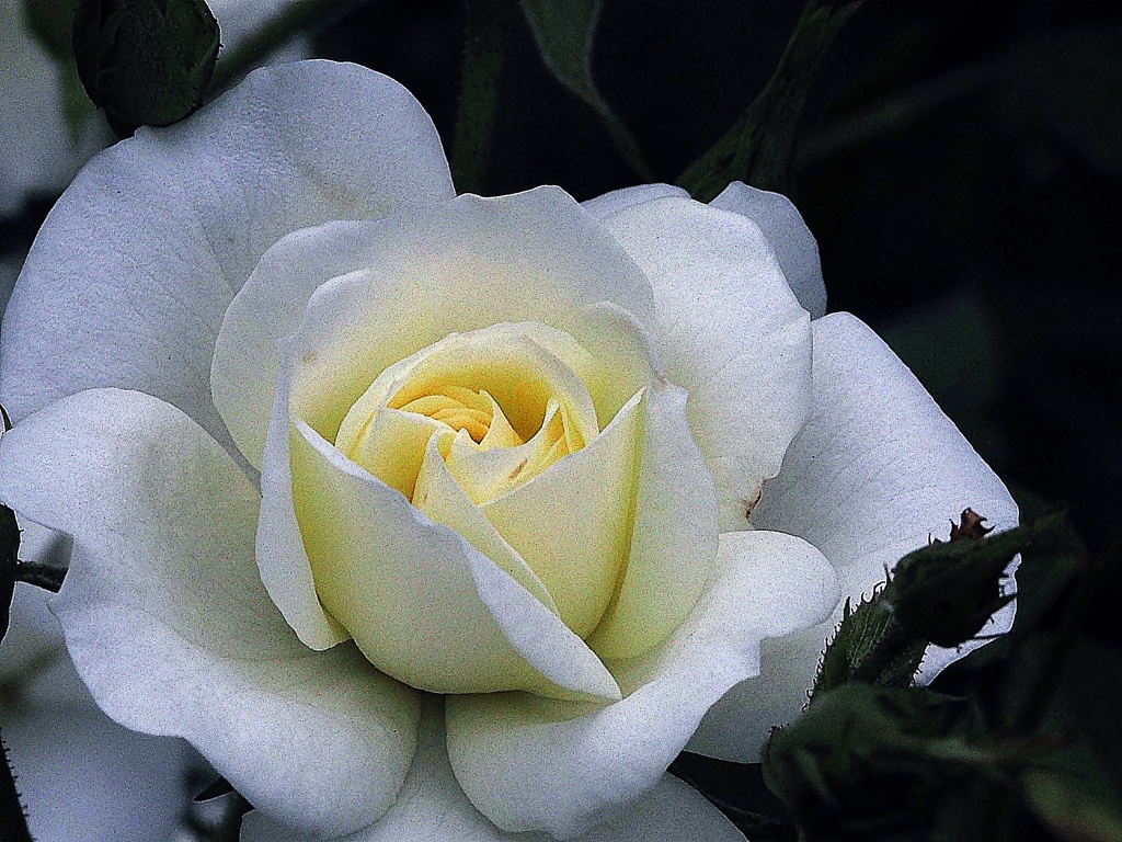 春薔薇4