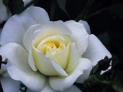 春薔薇4