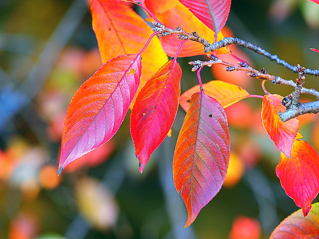 さくら紅葉PB150285