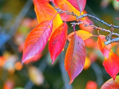 さくら紅葉PB150285