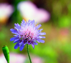 春花