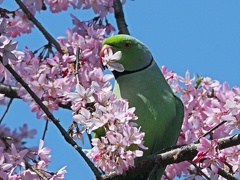 花摘み