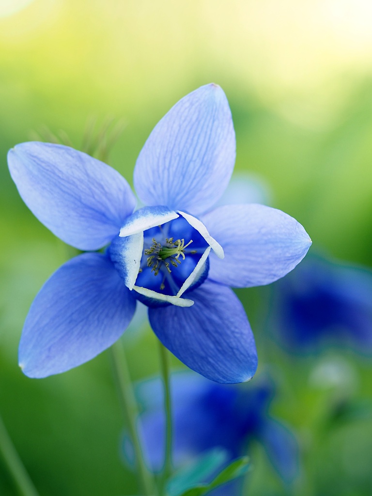 春の花P4300161