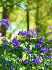 花大根2