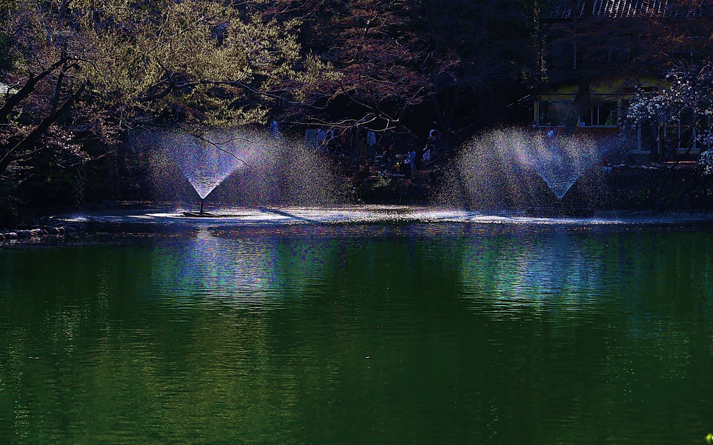 春の木漏れ日