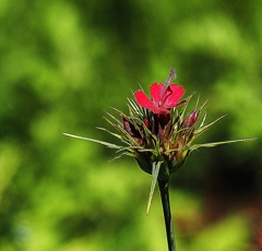 春の花P4300176