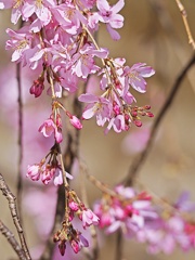 枝垂桜
