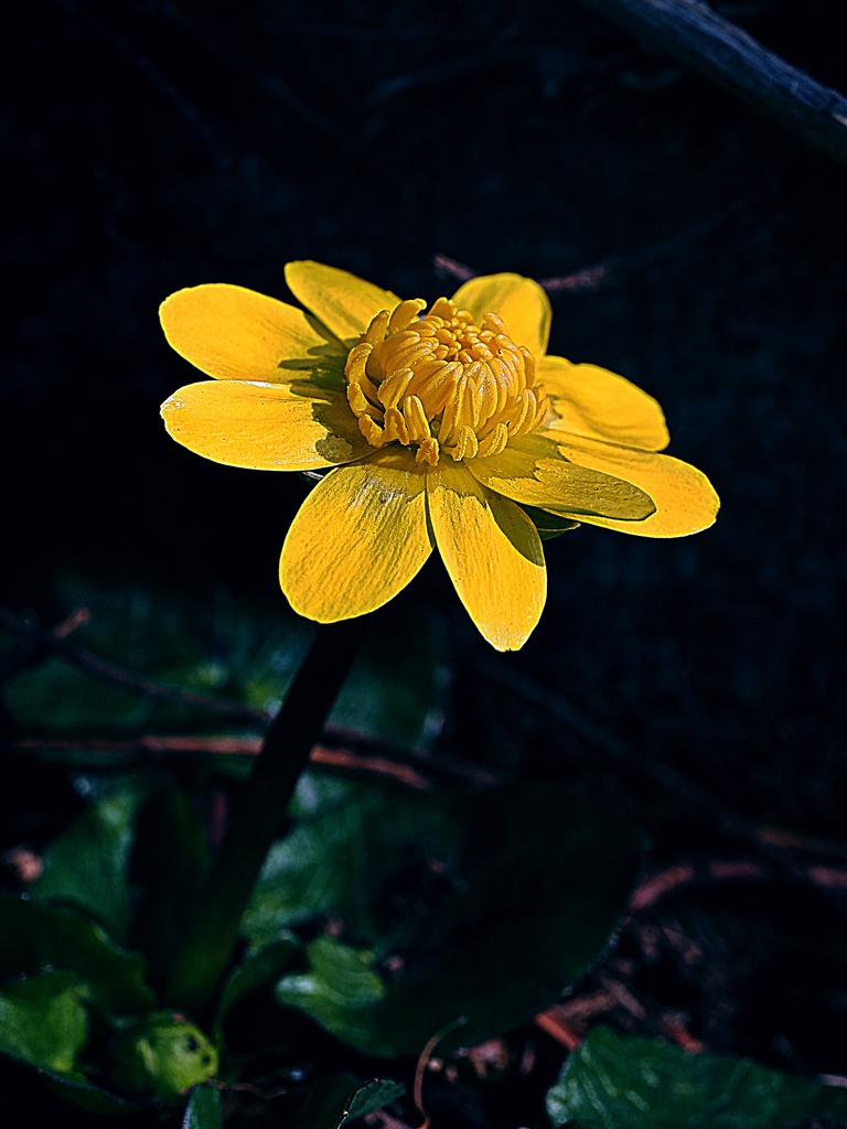 春花3