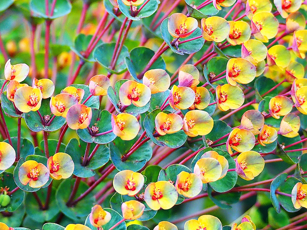 春花2