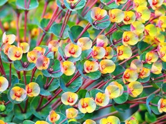 春花2