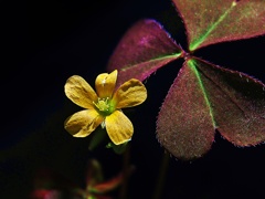 雑花